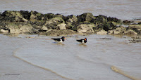 oystercatcher theessexbirder