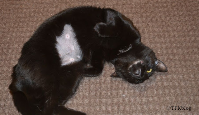 small black cat showing her shaved belly and her spay scar