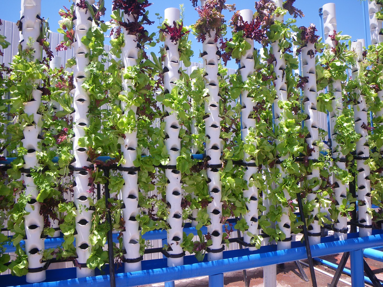 Urban garden "Aquaponic vertical farming system". Right outside a 