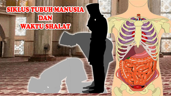 SIKLUS TUBUH MANUSIA DAN WAKTU SHALAT