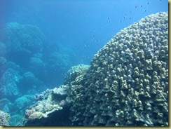 Hard Coral