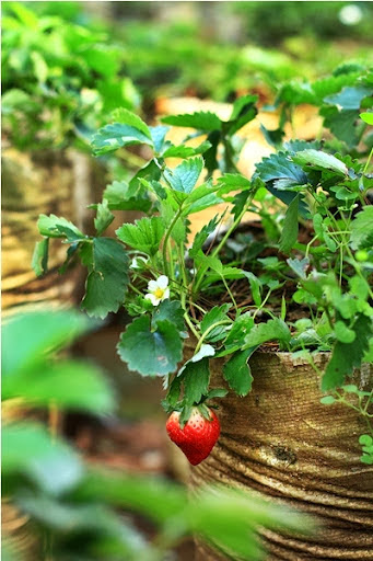 Buah Strawberry Merah