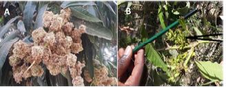 Inventory of fungal pathogens of early maturing Mango varieties in the Kounkane area, Southeast of Senegal