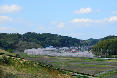 茶園から眺める栗原川の桜