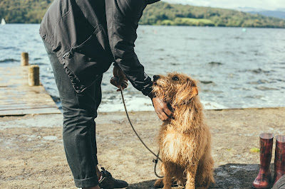 life lessons from dogs