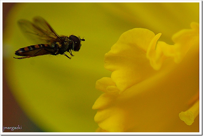 DSC_02110001