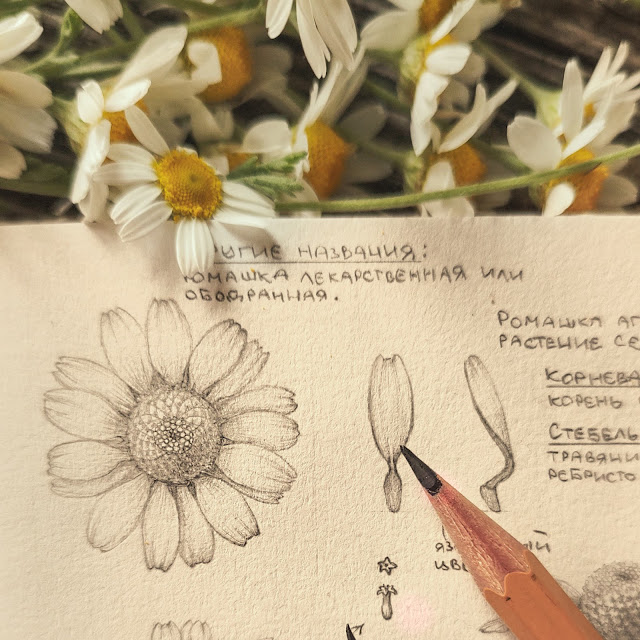 romashka aptechnaya, Matricaria, risunok-botanika, spring flower, small flower, sketchbook, botanical  illustration, nature sketchbook