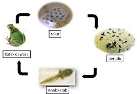 Seindah Sains Kitar Hidup KATAK 