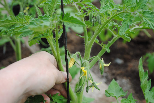 Tomatite sidumine