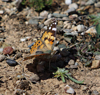 Mariposa de los cardos