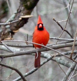 cardinal