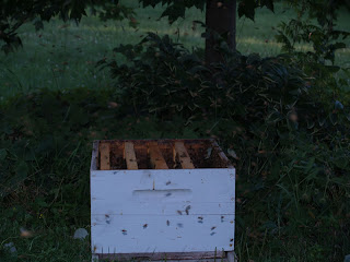 Box of bees ready to be moved into a hive