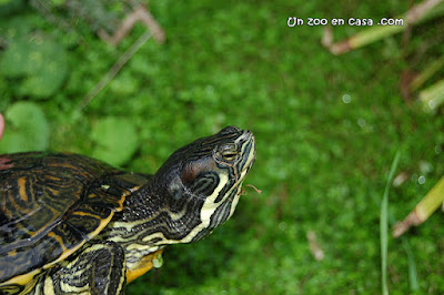 Híbrido de Trachemys