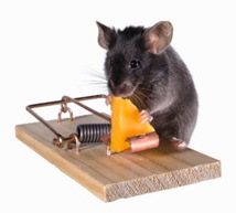 rato