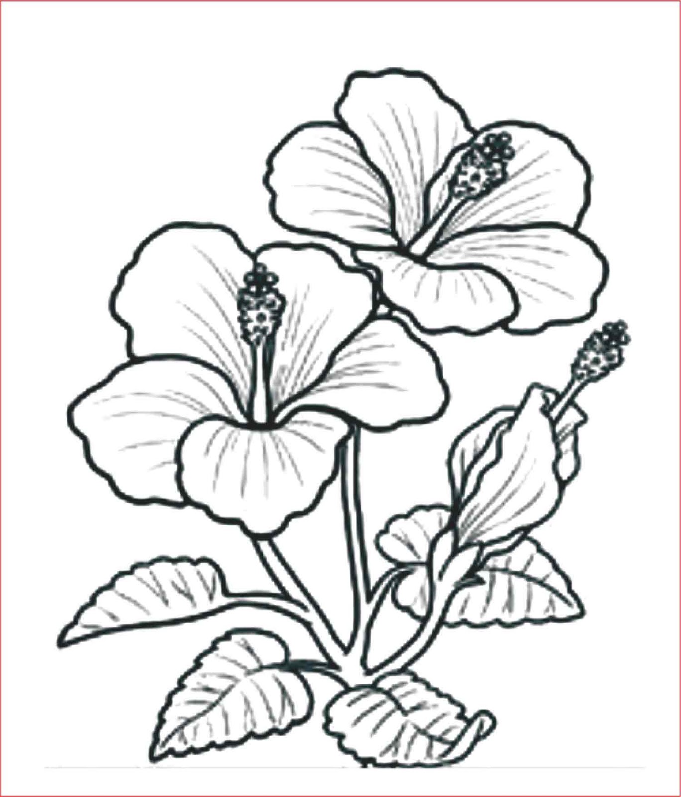  Sketsa  Cara Menggambar Bunga  Anggrek 