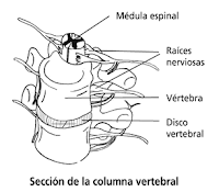 Estenosis