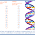 P-11 Una cadena de DNA tiene la siguiente sucesión de bases: ....