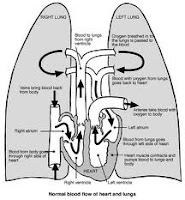 4 Herbs for Lungs Respiratory System (Info About Alternative Medicine)