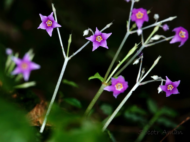 Conandron ramondioides