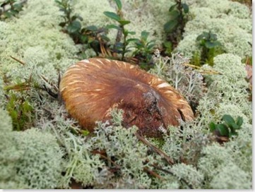 matsutake20071