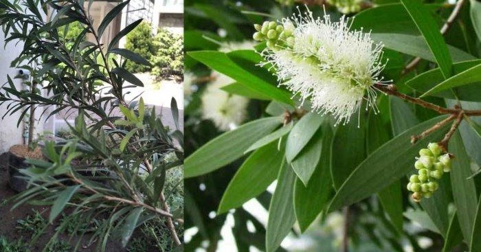 Klasifikasi Tanaman Eucalyptus atau Kayu Putih dan 