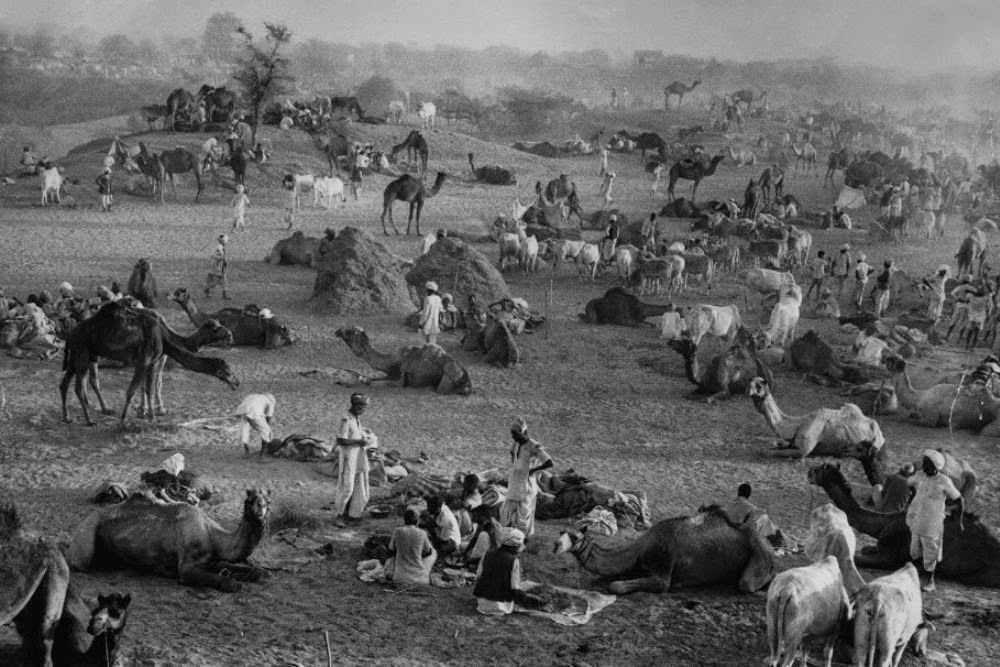 Camel Market in Rajasthan, India - 1956 - Old Indian Photos