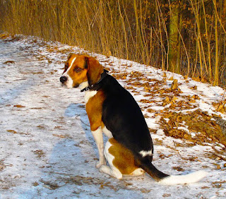 beagle dog pictures