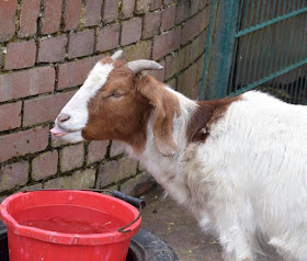 Goat sticking tongue out at Heaton Park animal centre