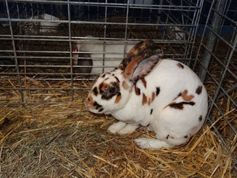 2018.02.25-094 lapin