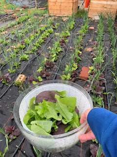 Greens in a Salad Bowl