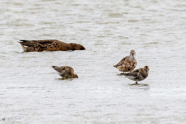 Curlew sandpiper