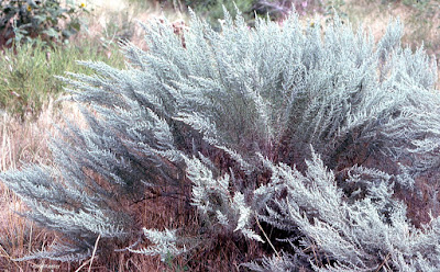 sagebrush, Artemisia