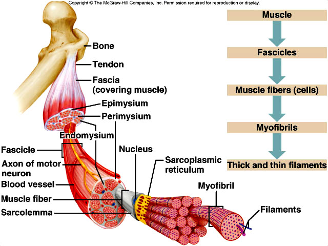 RESUME SISTEM MUSKULOSKELETAL 1 Anatomi dan Fisiologi 