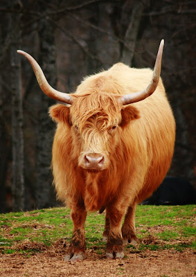 hairy highland cow