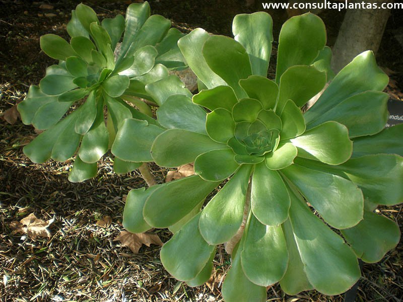 Planta suculenta Aeonium undulatum