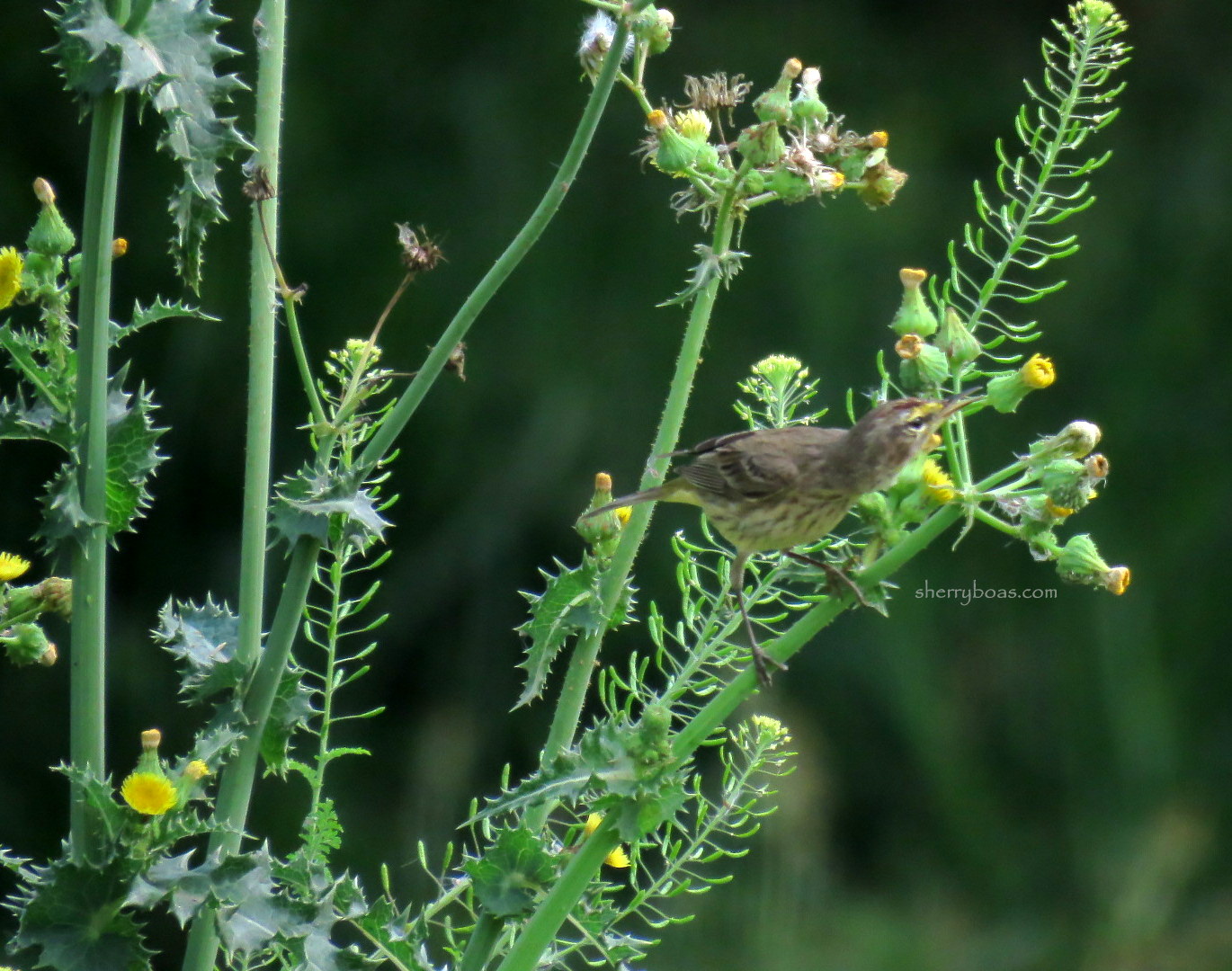 Simply Living: Save weeds. Feed birds.