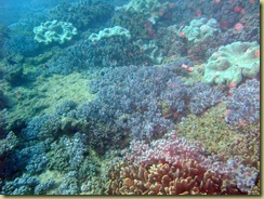 Coral 1