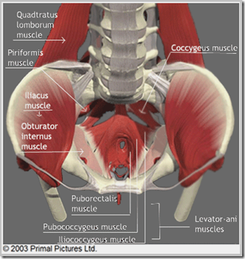 levator-ani_muscles