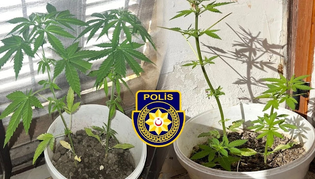 5 cannabis roots were seized in Güzelyurt