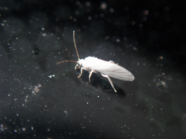 Coniopterygidae