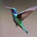 How Long Do Hummingbirds Livе in Captivity?