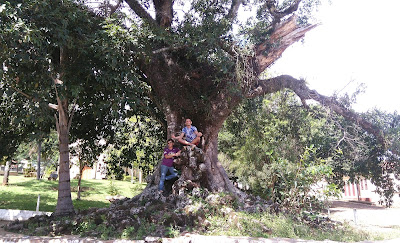 figueira de itaqueri