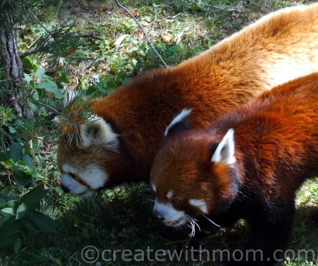 red panda