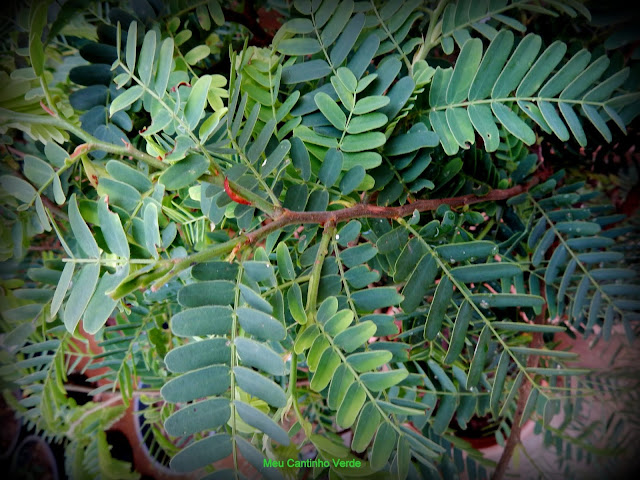 Folhas Pinadas Tamarino