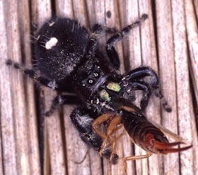 araña saltarina atrevida Phidippus audax