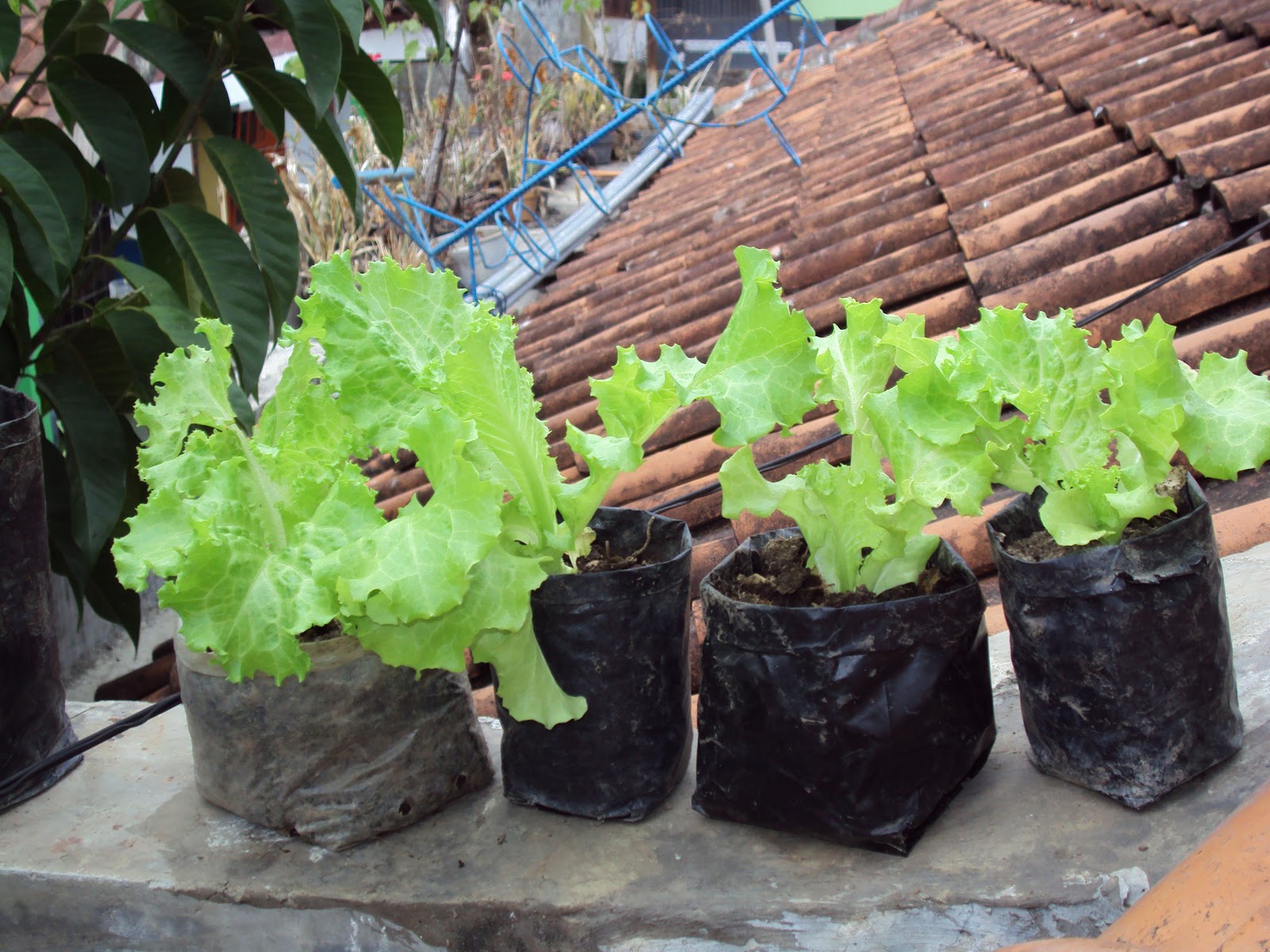 Arandita Menanam Sayur di Polibag Pot 