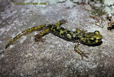 Aneides aeneus - Green Salamander