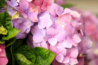 Pink and Purple Hydrangeas - Flower Photography by Mademoiselle Mermaid.