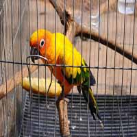 essay of parrot in nepali