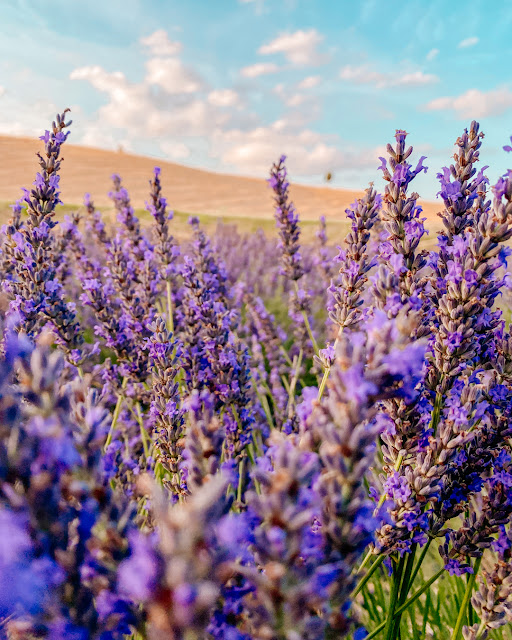 CAMPI LAVANDA ITALIA